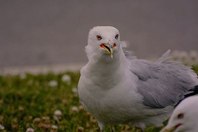 Close-up portrait of seagull on land