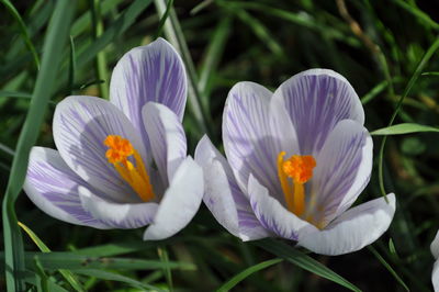 Close-up of purple crocus flowers