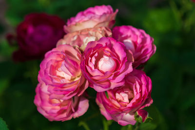 Garden roses of mauve pink and yellow colors on dark green background