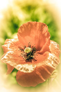 Close-up of orange poppy flower