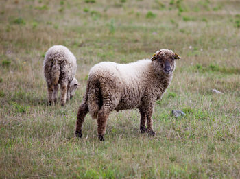 Sheeps grazing on field