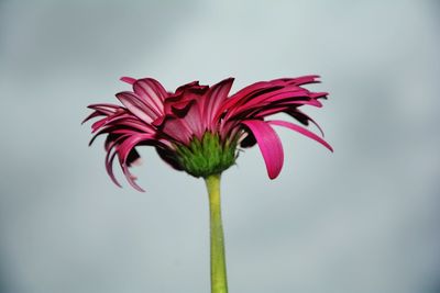 Close-up of red flower blooming outdoors