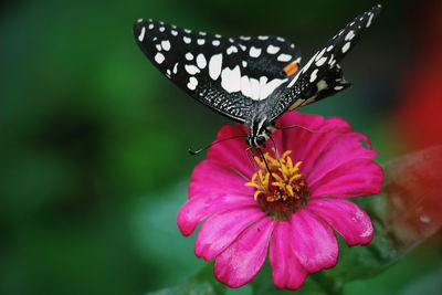 Close-up of butterfly pollinating on flower