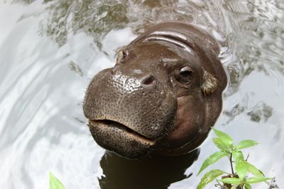 High angle view of turtle swimming in water