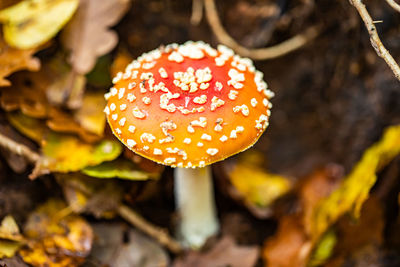 Close-up of fly agaric mushroom on field
