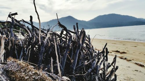 Close-up of grass on beach against sky