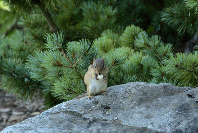 A chipmunk's dinner