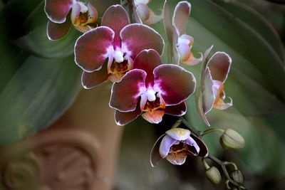 Close-up of purple orchids