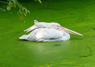 White duck on a field