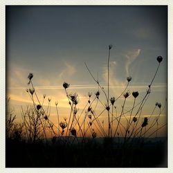 Plants growing on field at sunset