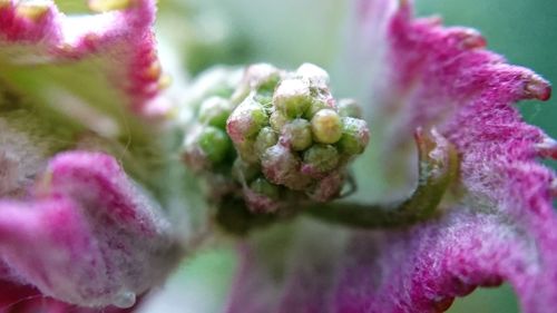 Close-up of flower plant