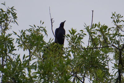 Low angle view of birds perching on tree