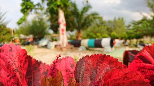 Close-up of multi colored trees in park