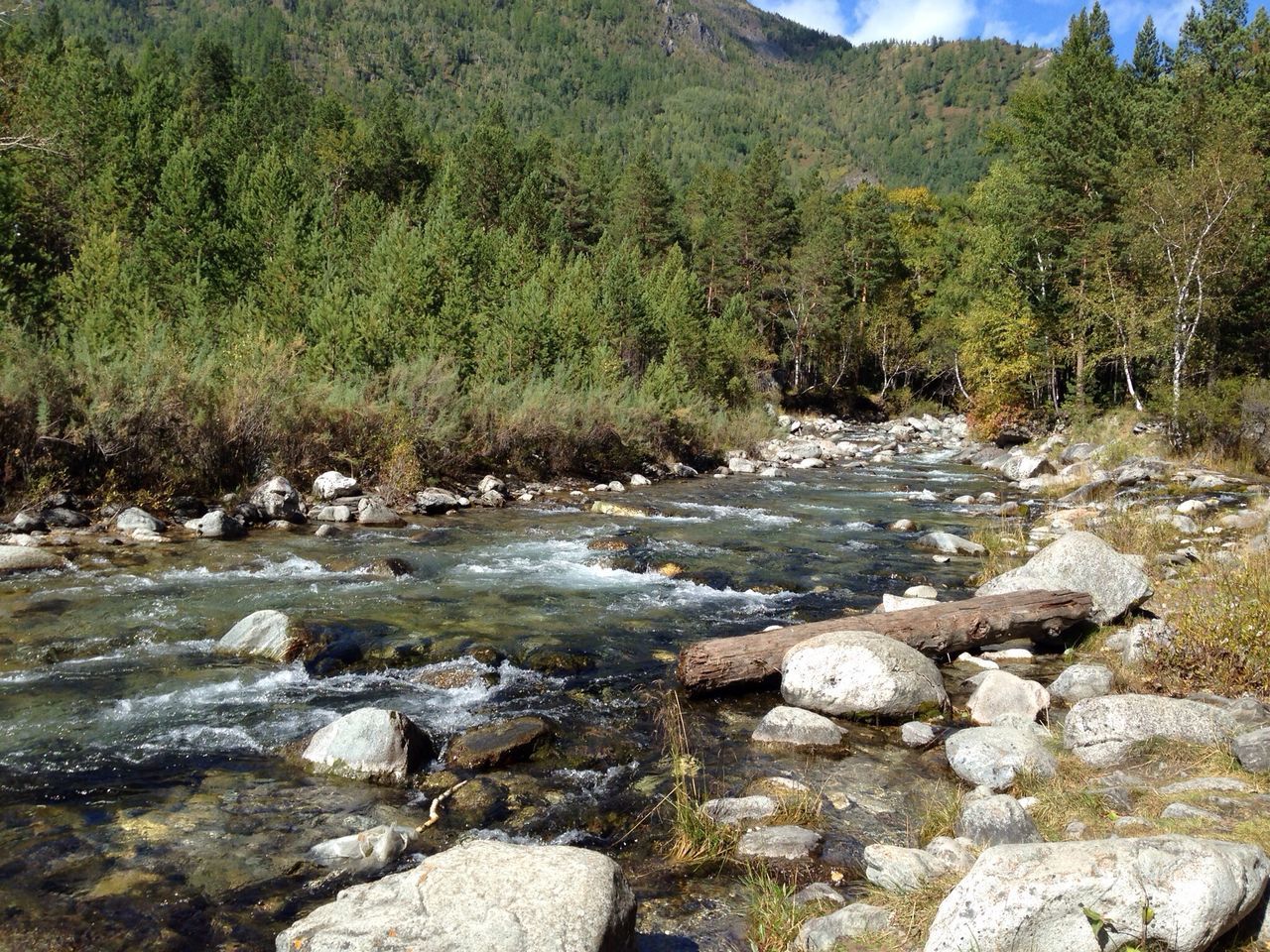 water, rock - object, tranquil scene, tranquility, scenics, stream, nature, beauty in nature, tree, stone - object, river, flowing water, flowing, stone, forest, non-urban scene, day, landscape, rock, idyllic