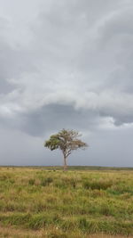 Tree on field against sky