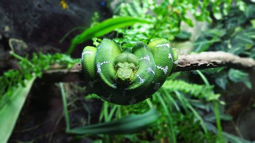 Close-up of green lizard on plant