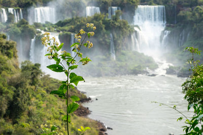 Scenic view of waterfall