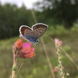 Close-up of butterfly pollinating on pink flower