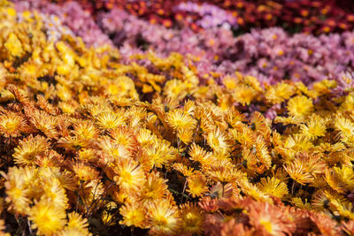 Close-up of yellow flowers