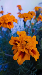 Close-up of yellow flowering plant