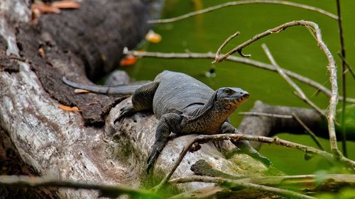 Close-up of a lizard on tree