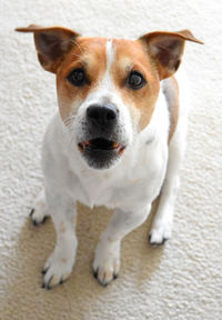 High angle portrait of puppy sitting