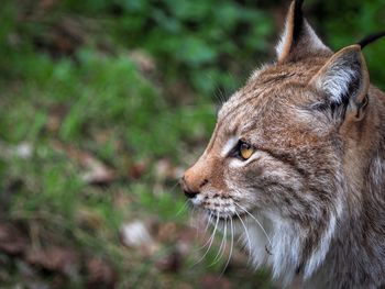 Close-up of a lynx looking away