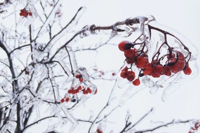 Red berries on snow covered tree