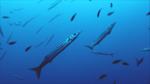 Close-up of fish in aquarium