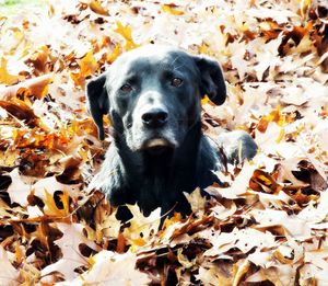 Close-up portrait of dog in leaves