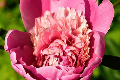 Close-up of pink rose flower