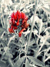 Close-up of red flower blooming outdoors