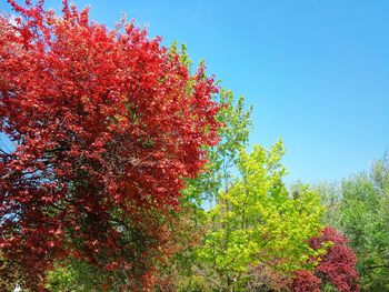 Low angle view of trees against clear blue sky