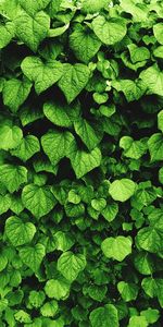 Full frame shot of green leaves