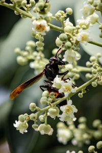 Close-up of insect on white flowering plant