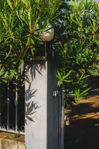 Close-up of potted plant against wall in yard