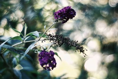 Close-up of bee on purple flowers