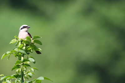 Bird perching on plant