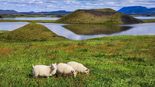 Flock of sheep on field