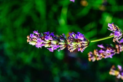 Close-up of purple flowering plant