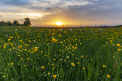 View of yellow flowers growing in field