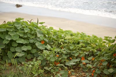 Close-up of plants growing in sea