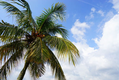 Low angle view of palm tree against sky