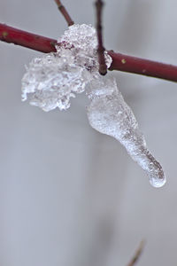 Close-up of frozen plant