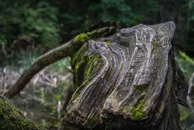 Close-up of tree trunk