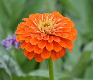 Close-up of flower