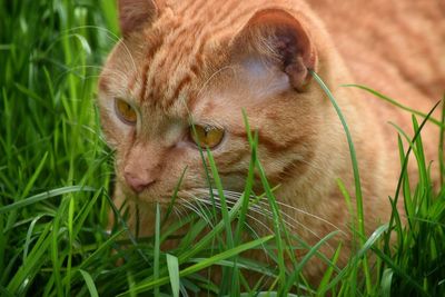 Close-up of cat