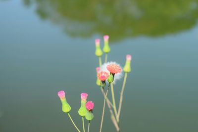 Close-up of pink flowers