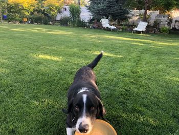 Portrait of dog on field