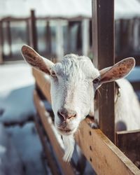 Close-up portrait of a sheep